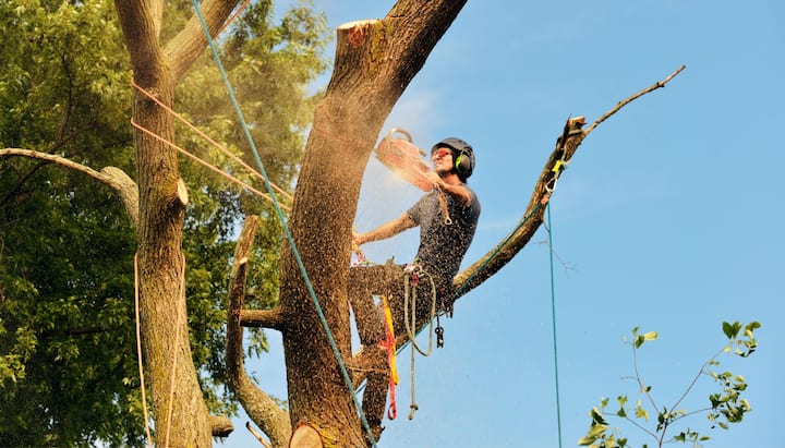 tree services kingsport tn