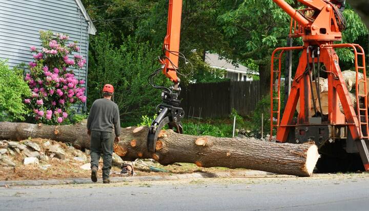 tree service kingsport tn