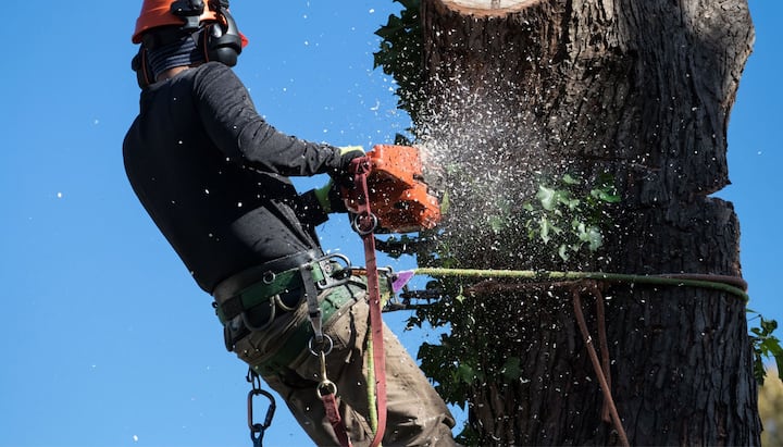 tree service kingsport tn